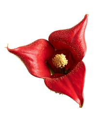 Asarum Canadense 12X