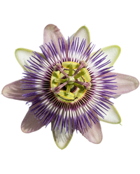 Passiflora Incarnata 6X