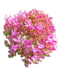Valeriana Officinalis 6X