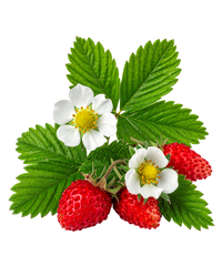 Fragaria Vesc 6X