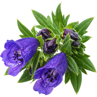 Aconitum Napellus 30X