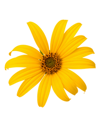 Arnica Montana 4X 12X 30X