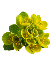 Ruta Graveolens 6X