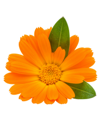 Calendula Officinalis 6X